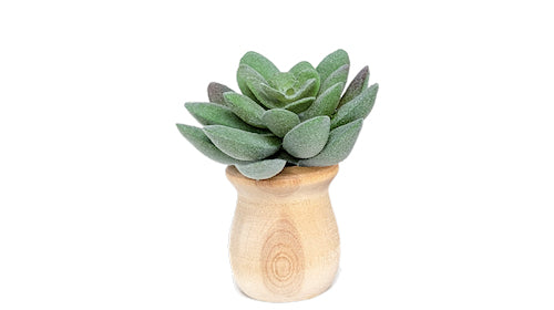 Succulents - Car Diffuser Freshy - Adjustable Vent Clips