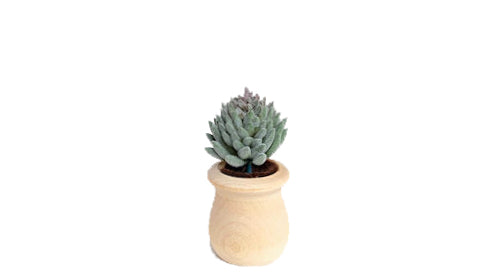 Succulents - Car Diffuser Freshy - Adjustable Vent Clips